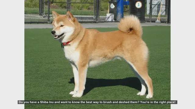 Video thumbnail for How to Brush and Deshed Your Shiba Inu: Essential Tips for a Healthy Coat