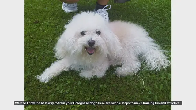 Video thumbnail for Effective Training Tips for Your Bolognese Dog