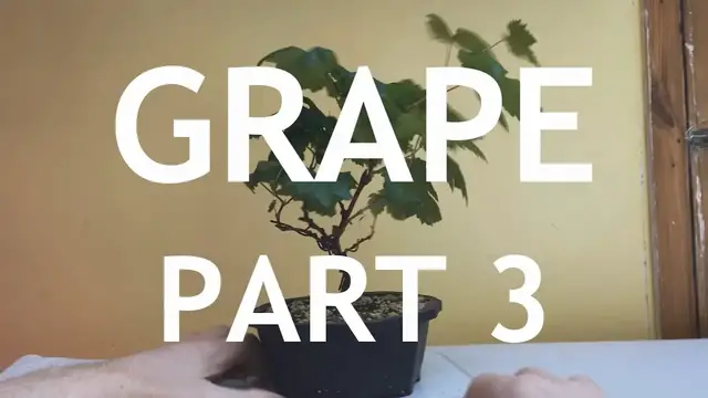'Video thumbnail for Grape Bonsai, Part 3'