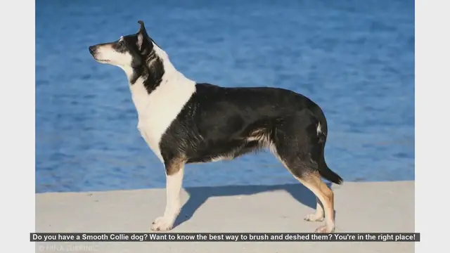Video thumbnail for How to Brush and Deshed Your Smooth Collie: A Step-by-Step Guide