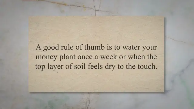 Video thumbnail for How Much Water Money Plant Needs