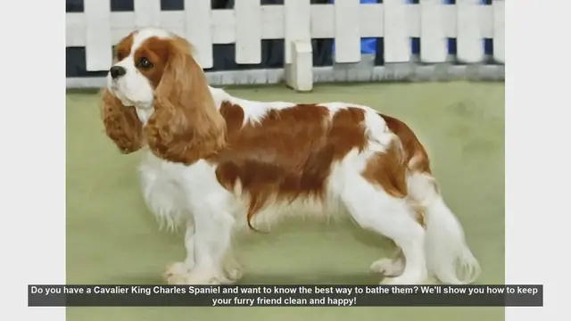 Video thumbnail for How to Bathe Your Cavalier King Charles Spaniel: Step-by-Step Guide
