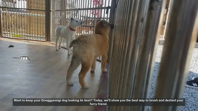 Video thumbnail for How to Brush and Deshed Your Donggyeongi Dog: Essential Tips