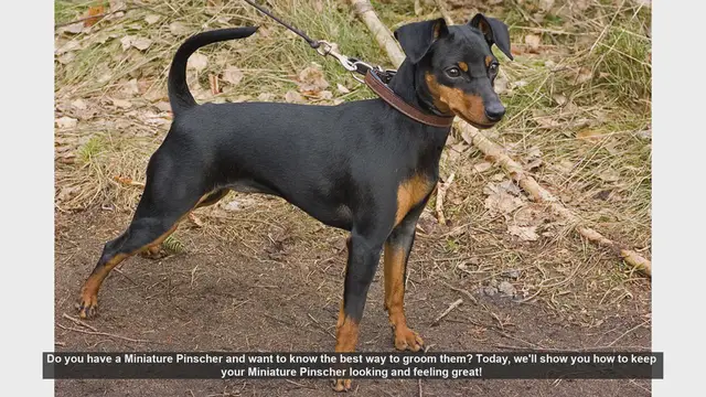 Video thumbnail for Ultimate Guide to Grooming Your Miniature Pinscher