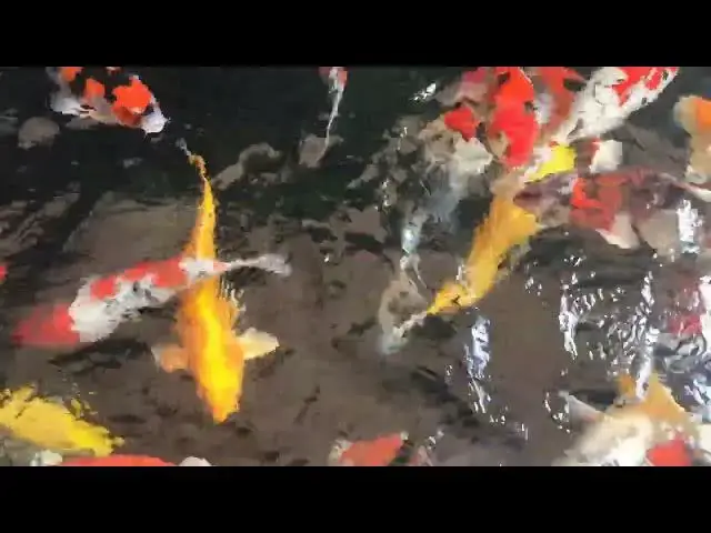 Video thumbnail for Winter Koi Care: Creating a Backup Plan for Your Pond