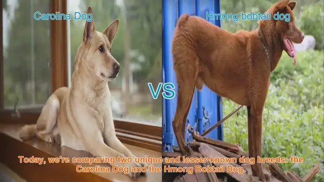 Video thumbnail for Carolina Dog vs. Hmong Bobtail Dog: A Unique Breed Comparison
