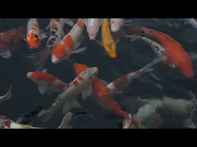 Video thumbnail for Winter Koi Care: Why Reducing Feeding is Essential