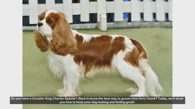 Video thumbnail for Ultimate Grooming Guide for Your Cavalier King Charles Spaniel