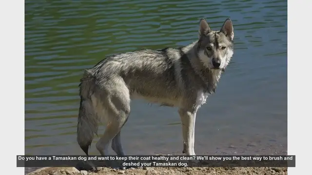 Video thumbnail for How to Brush and Deshed Your Tamaskan Dog: A Step-by-Step Guide