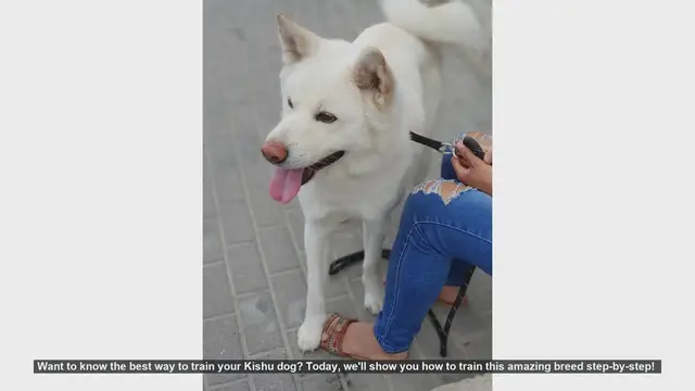 Video thumbnail for How to Train Your Kishu Dog: Step-by-Step Guide