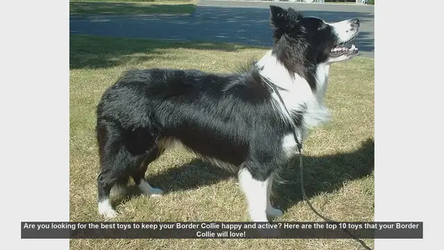 Video thumbnail for Top 10 Toys to Keep Your Border Collie Happy and Active
