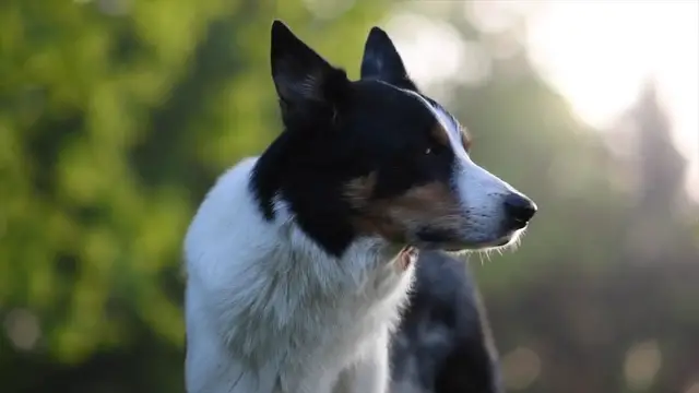 Video thumbnail for Cute Chihuahua Puppy for Sale in Alahitiyawa, Kurunegala, Sri Lanka | චූටි කුකූ