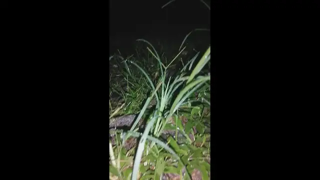 Video thumbnail for grass at night