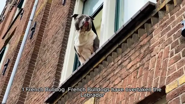 Video thumbnail for Top 10 Most Popular Dog Breeds