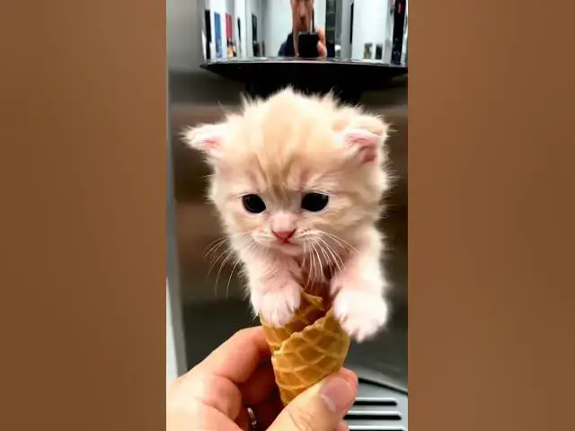 Video thumbnail for Strawberry Kitty Cone 🐾🍓🍦