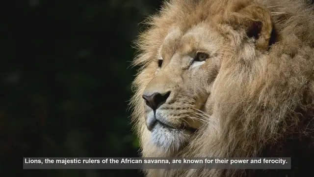 Video thumbnail for Lion Aggression: 10 Key Insights into Big Cat Behavior