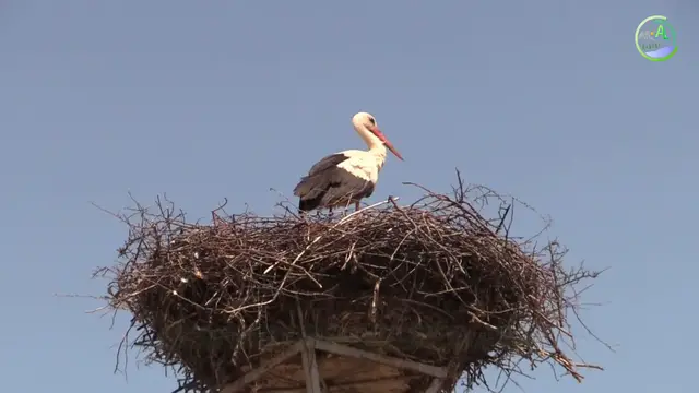 'Video thumbnail for Störche in Grossau - Cristian'