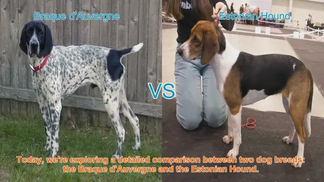Video thumbnail for Braque d'Auvergne vs. Estonian Hound: A Comprehensive Comparison