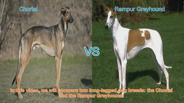 Video thumbnail for Chortai vs. Rampur Greyhound: A Comparative Guide