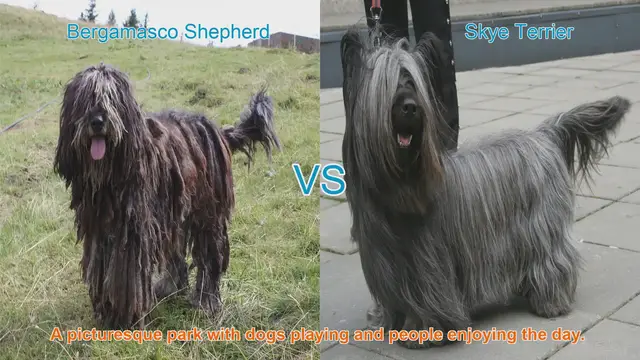 Video thumbnail for Long-Haired Dog Breeds: Bergamasco Shepherd vs. Skye Terrier