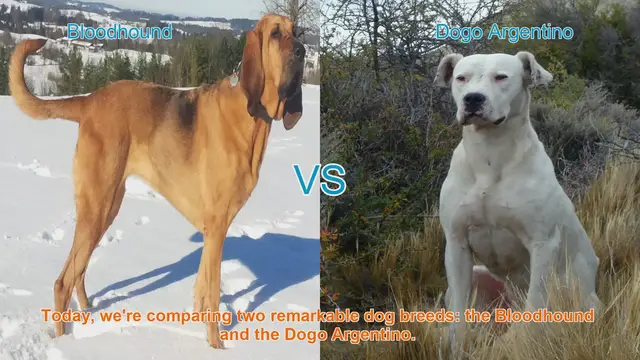 Video thumbnail for Bloodhound vs. Dogo Argentino: A Breed Comparison