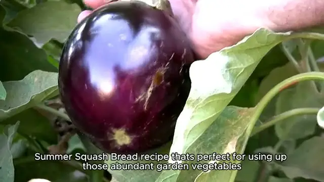 Video thumbnail for Summer Squash Bread Recipe