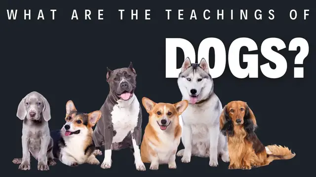 Video thumbnail for What are the teachings of dogs?