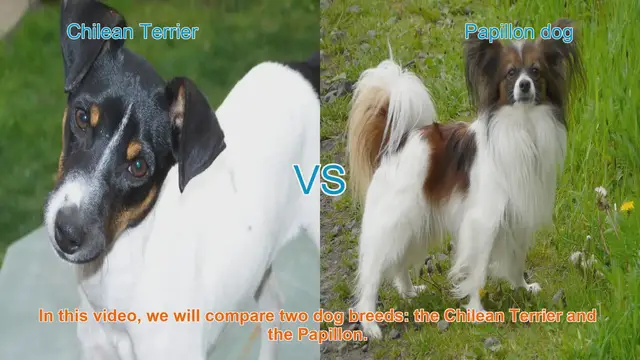 Video thumbnail for Chilean Terrier vs. Papillon: A Comparative Guide