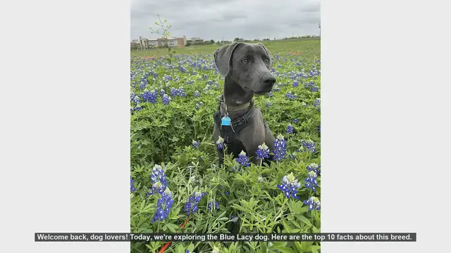 Video thumbnail for Top 10 Fascinating Facts About the Blue Lacy Dog