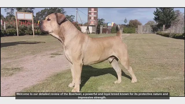 Video thumbnail for Boerboel Breed Review: The Ultimate Protector and Family Companion