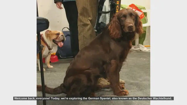 Video thumbnail for German Spaniel: Pros and Cons of the Versatile Hunting Dog