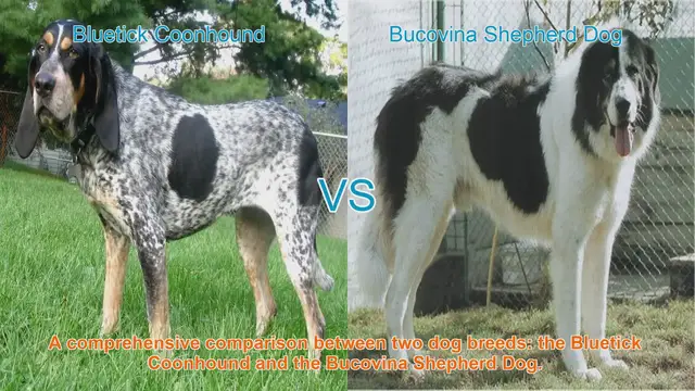 Video thumbnail for Bluetick Coonhound vs. Bucovina Shepherd Dog: A Comprehensive Breed Comparison