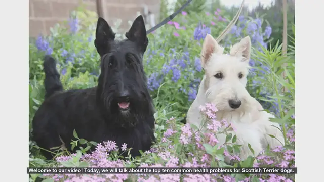 Video thumbnail for Top 10 Common Health Problems in Scottish Terriers