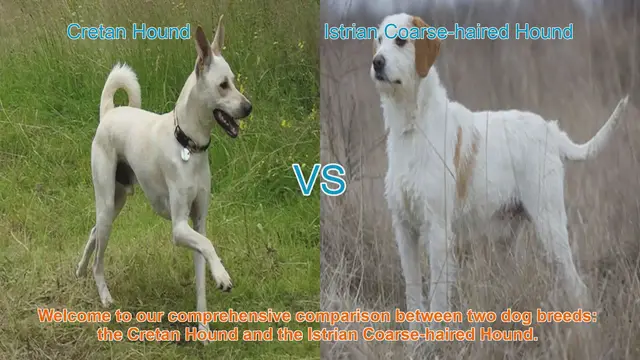 Video thumbnail for Comparing Cretan Hound and Istrian Coarse-haired Hound: Origins, Characteristics, and Temperament