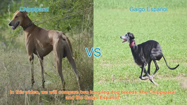 Video thumbnail for Chippiparai vs. Galgo Español: A Breed Comparison