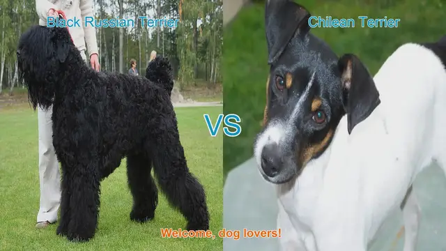 Video thumbnail for Black Russian Terrier vs. Chilean Terrier: A Comprehensive Comparison