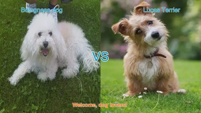 Video thumbnail for Bolognese Dog vs. Lucas Terrier: A Comparison of Charming Dog Breeds