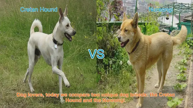 Video thumbnail for Cretan Hound vs. Nureongi: A Comparison of Unique Dog Breeds