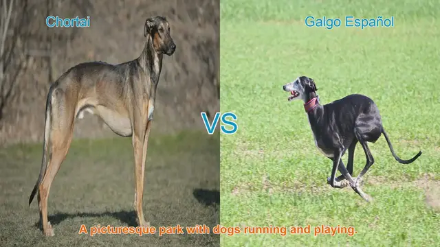 Video thumbnail for Chortai vs. Galgo Español: A Comparison of Magnificent Long-Leg Dog Breeds