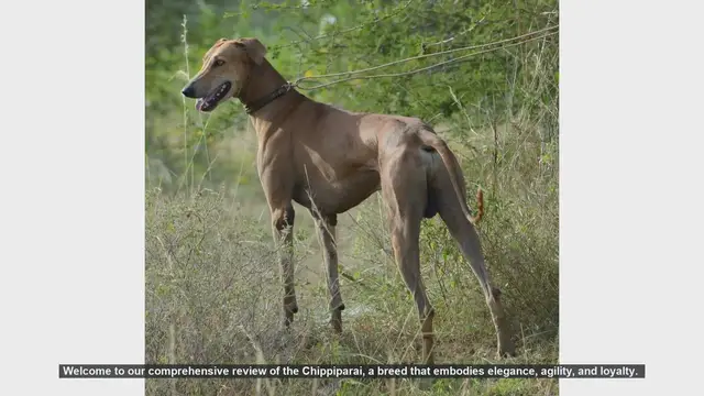 Video thumbnail for Chippiparai Dog Breed Review: Elegance, Agility, and Loyalty