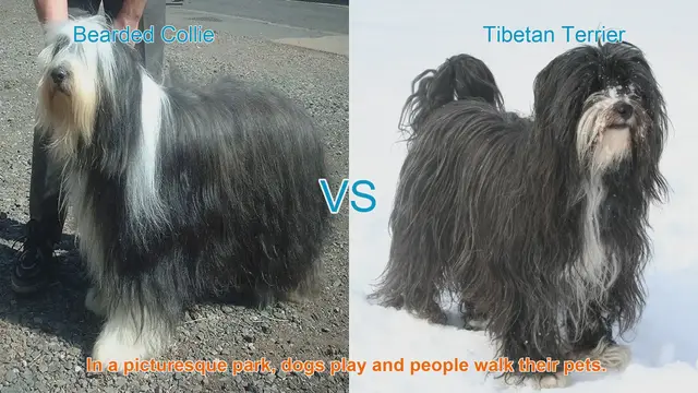 Video thumbnail for Comparing Bearded Collie and Tibetan Terrier: A Guide to Two Charming Long-Haired Dog Breeds