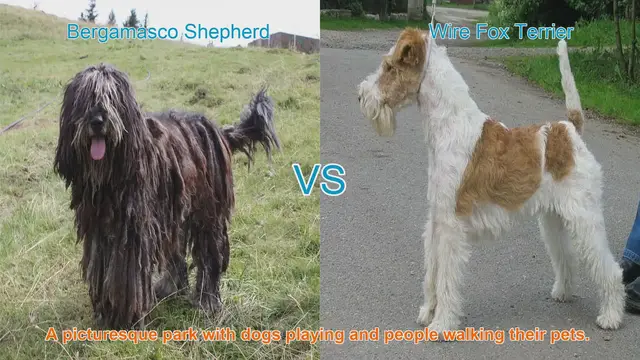 Video thumbnail for Bergamasco Shepherd vs. Wire Fox Terrier: A Breed Comparison