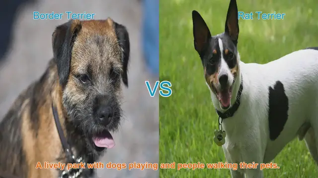 Video thumbnail for Border Terrier vs. Rat Terrier: A Comparison of Two Fantastic Dog Breeds