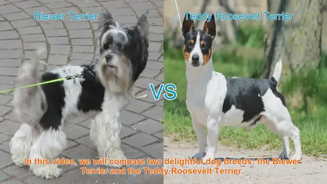 Video thumbnail for Biewer Terrier vs. Teddy Roosevelt Terrier: A Breed Comparison
