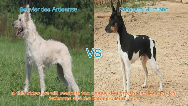 Video thumbnail for Comparing Bouvier des Ardennes and Ratonero Murciano: Origins, Appearances, and Temperaments