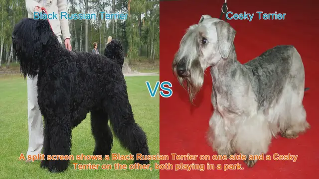 Video thumbnail for Black Russian Terrier vs. Cesky Terrier: Breed Comparison