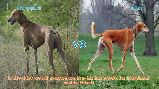 Video thumbnail for Chippiparai vs. Saluki: Breed Comparison Guide