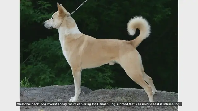 Video thumbnail for Canaan Dog: Pros and Cons of This Unique Breed