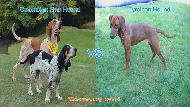 Video thumbnail for Colombian Fino Hound vs. Tyrolean Hound: A Comparison of Two Unique Dog Breeds