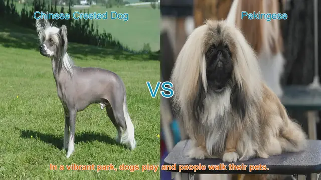Video thumbnail for Chinese Crested Dog vs. Pekingese: A Breed Comparison